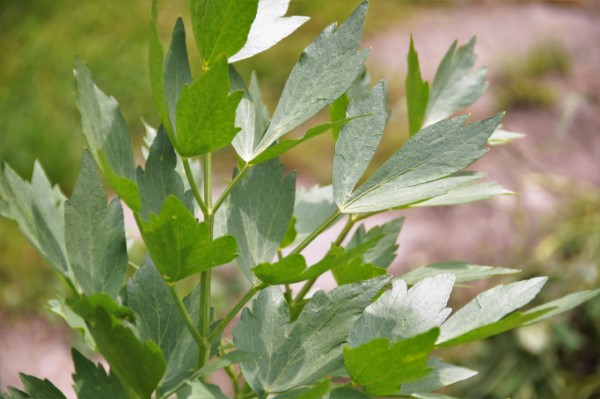 Lovage growing in a perennial vegetable bed