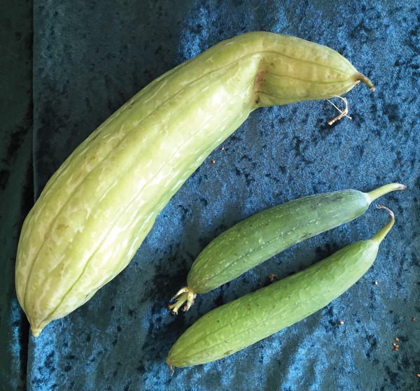 A mature luffa gourd and two young fruits