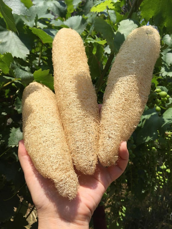 Mature luffa sponges