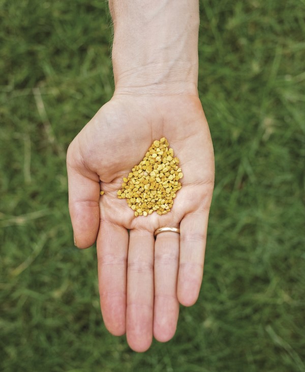 pollen granules showing a variety of colors