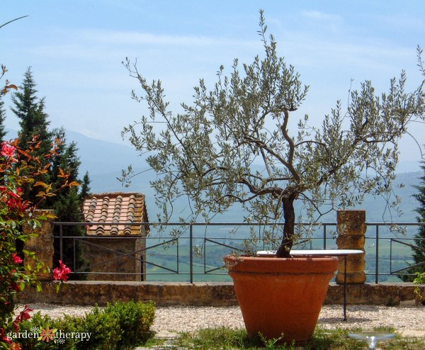 olive tree grown in a container