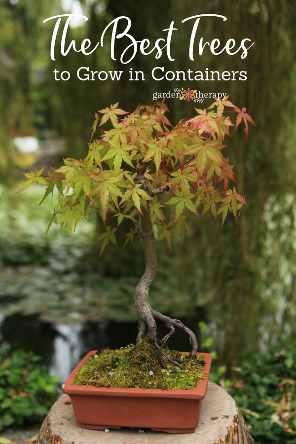 The best trees to grow in containers