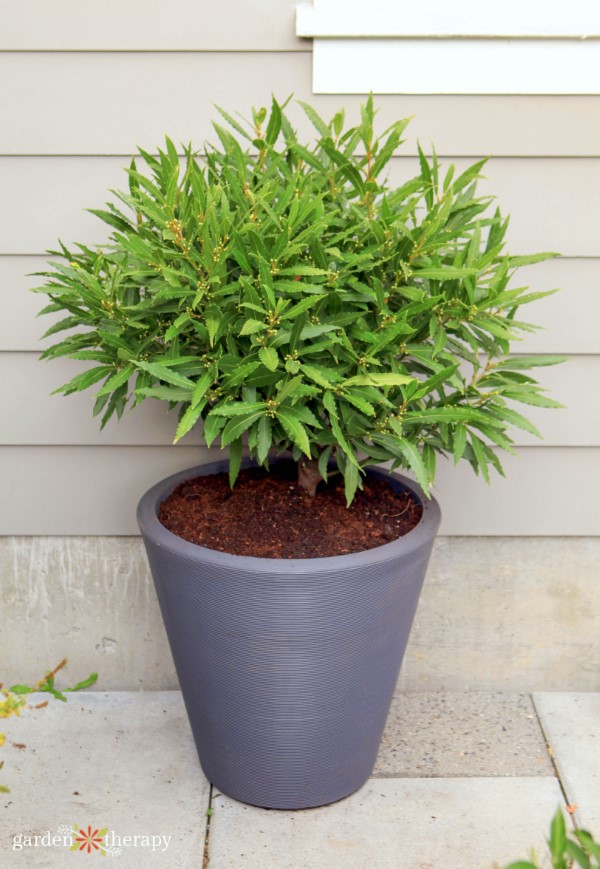 Fall container garden outside on a porch