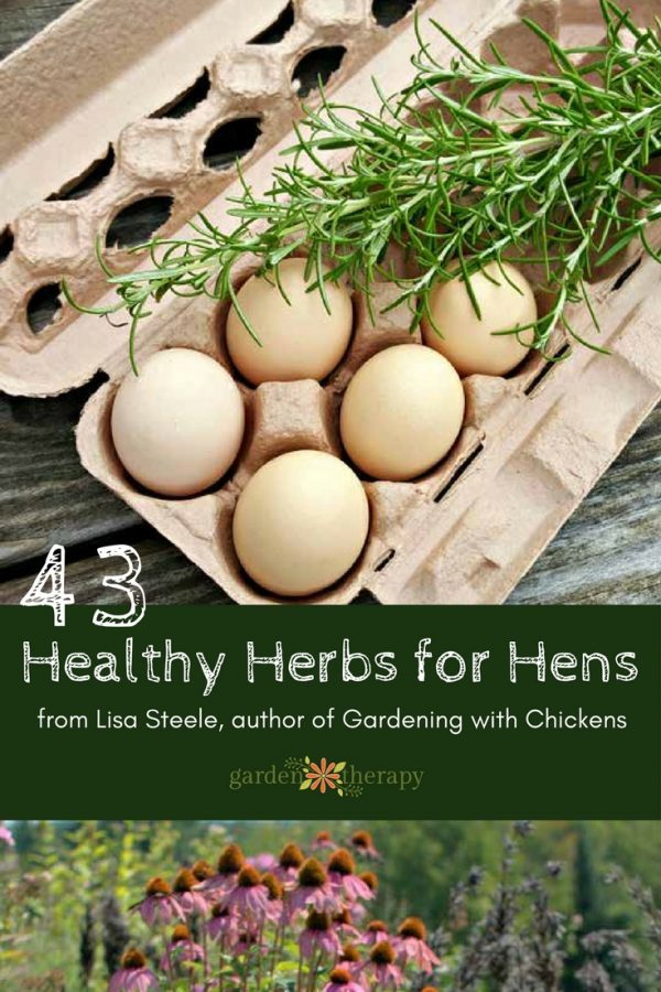 Herbs for Hen Health: Mint