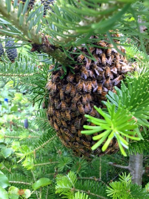 enjambre de abejas