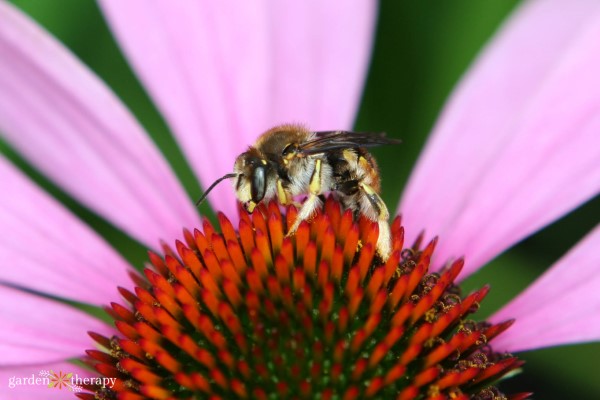 European wool carder bee on echinacea flower