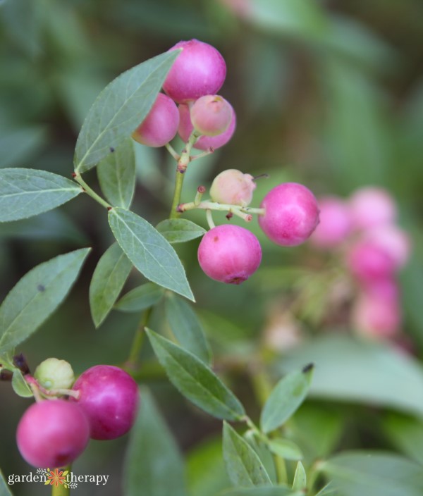 Blueberry Pink Lemonade