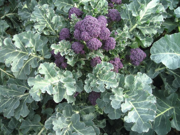 Purple Santee Broccoli