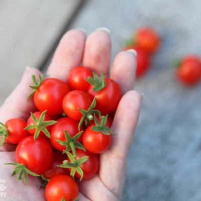 A handful of tiny tomatoes