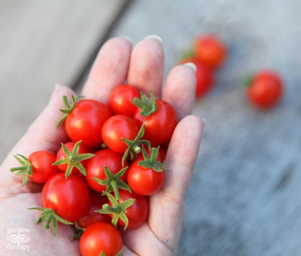 A handful of tiny tomatoes