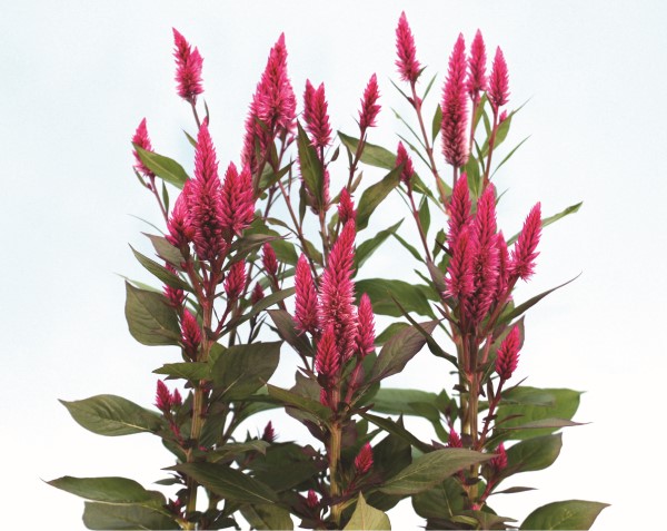 Asian Garden Celosia