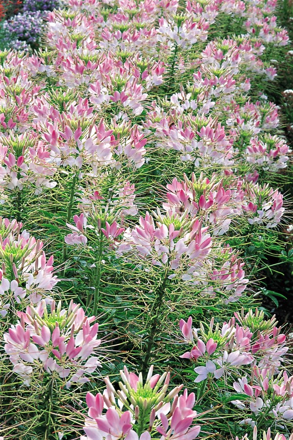 Sparkler Blush Cleome