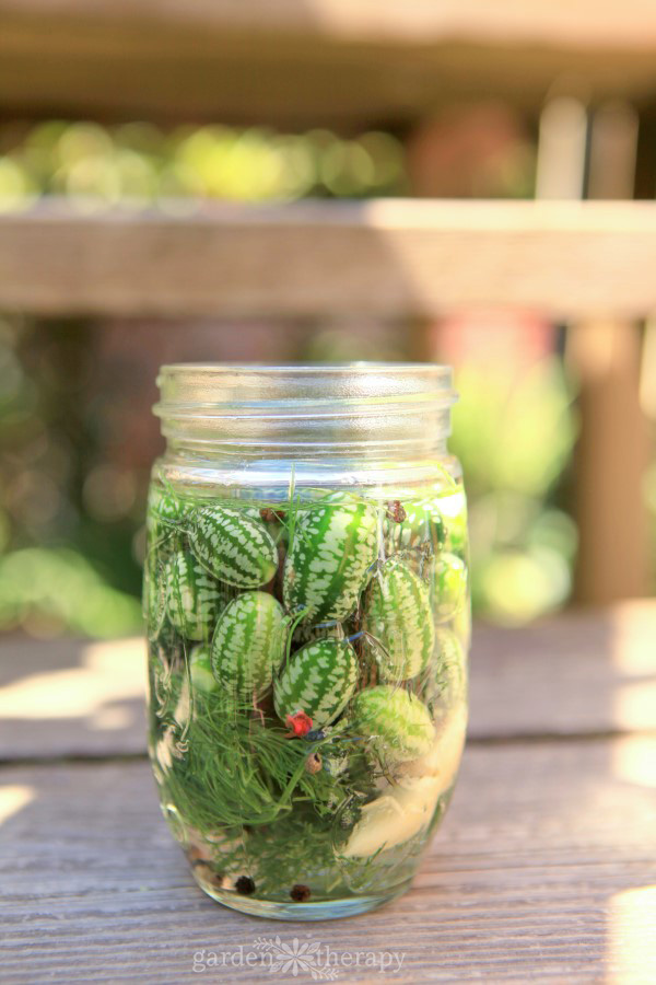 cucamelons in a jar, ready for pickling
