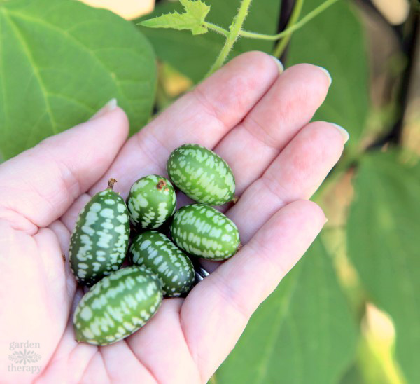 a handful of freshly picked cucamelons from the garden