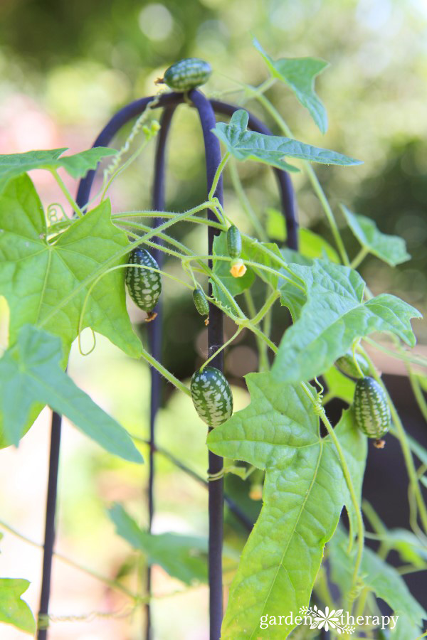 a cucamelon vine growing up a tall trellis for support