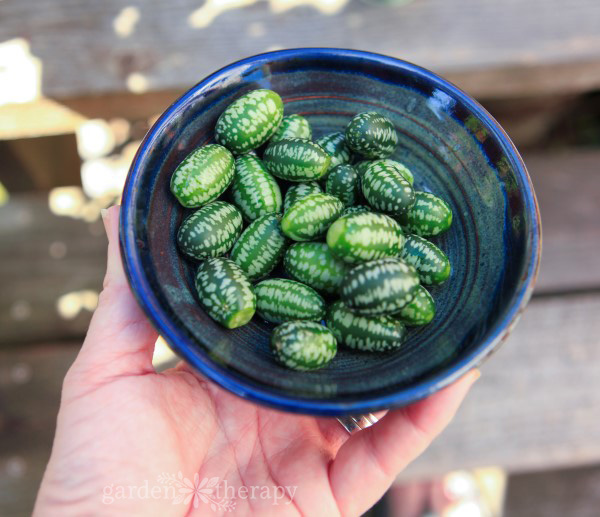 Freshly harvested cucamelons