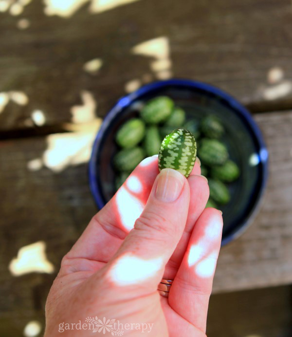 Harvest cucamelons when they are the size of a grape and feel firm