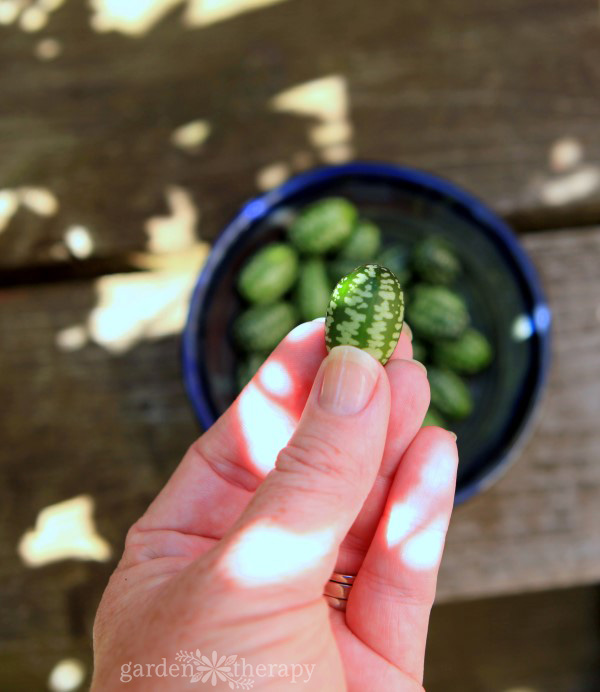 How To Eat A Cucamelon 