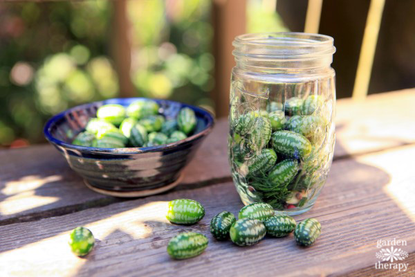a bounty of cucamelons form the garden