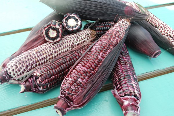 Double Red Sweet Corn