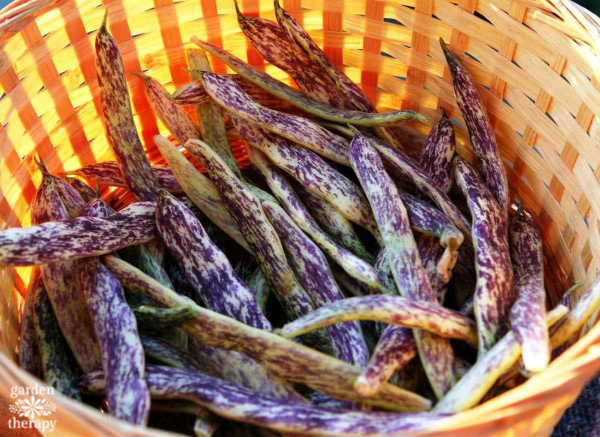 purple and green variegated Dragon's Tongue beans