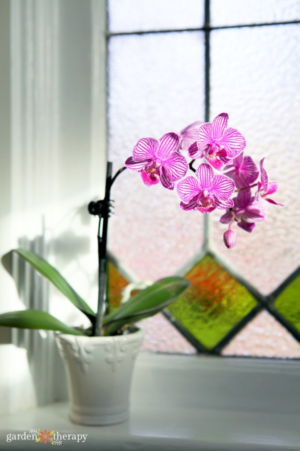 Purple flowering orchid