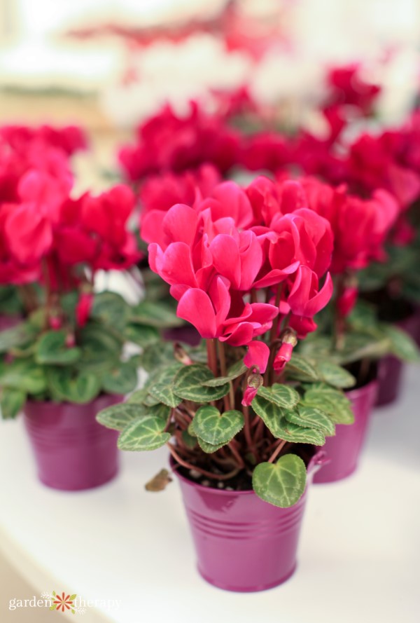 Bright pink flowering cyclamen