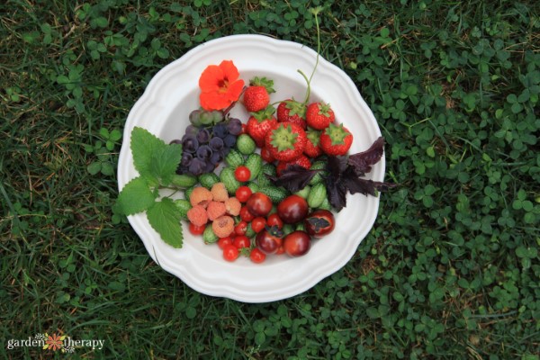 Garden Harvest of berries, tomatoes, cucamelons, and herbs