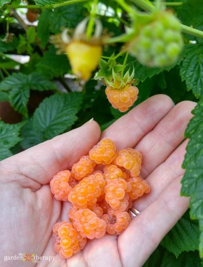 Unique Edible Fruit Plants You Need to Grow in Your Garden - Garden Therapy
