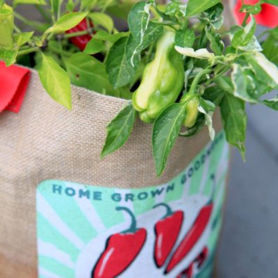 growing peppers in a bag