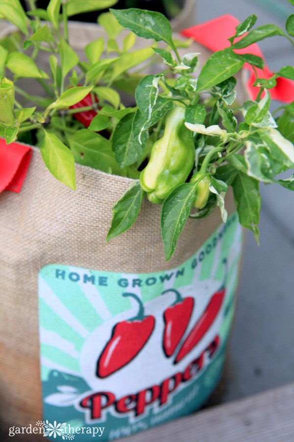 growing peppers in a bag