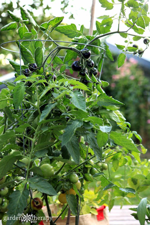 Portable Gardening: Growing Tomatoes, Peppers, and Herbs in Burlap Grow Bags  - Garden Therapy