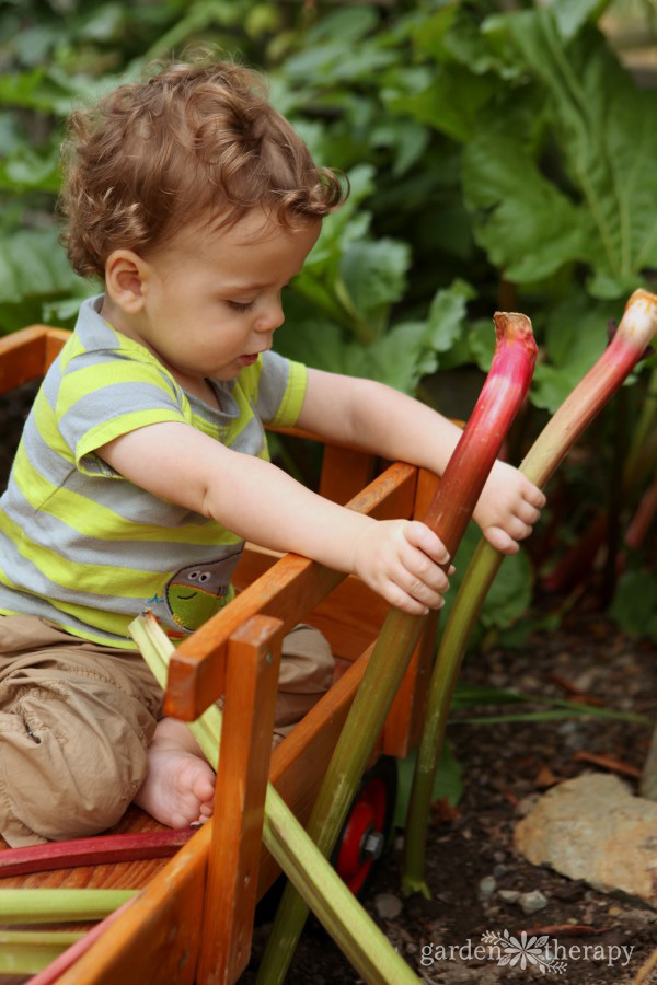 Toddler harvesting rhubarb in a children's vegetable garden