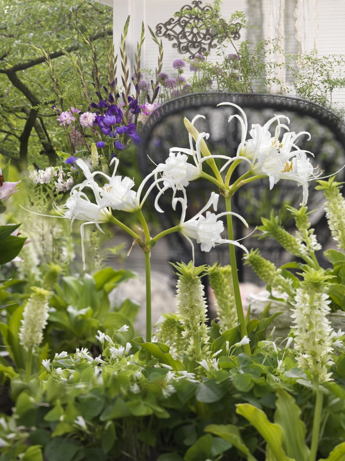 Hymenocallis flower blooming in a garden