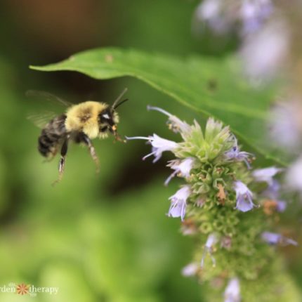 Bee visiting agastache