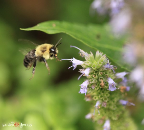 bee flying to flower. flowers for bees.