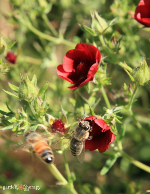 comment attirer les abeilles dans le jardin