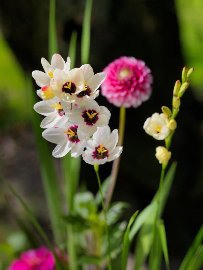 white ixia flowers