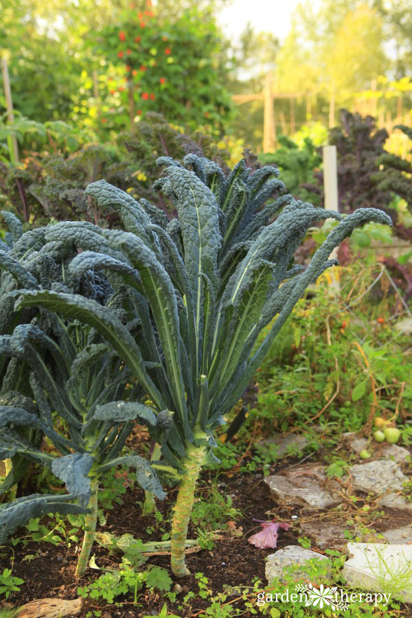 lacinato kale growing in the garden