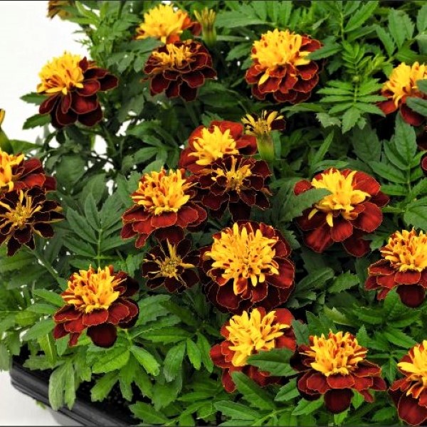 marigolds in bloom