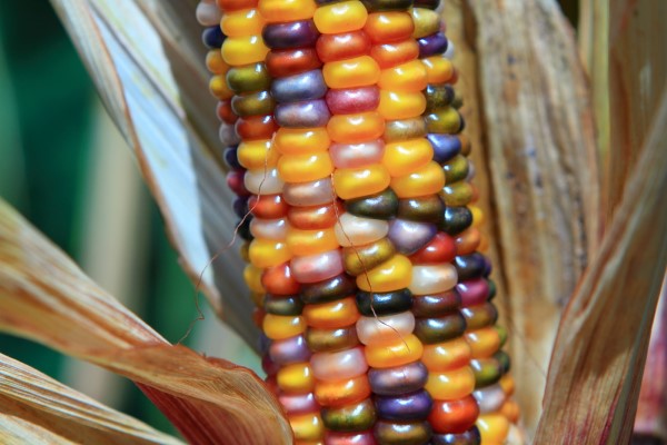 Glass Gem Ornamental Corn