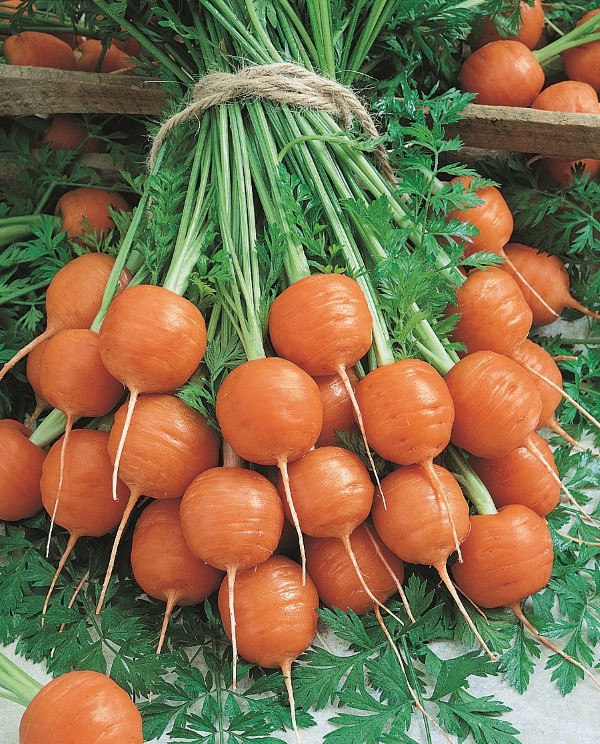 Round, ball-shaped Parisian carrots