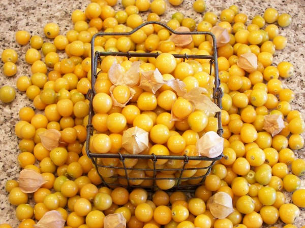 A basket of freshly harvested Aunt Molly's ground cherries