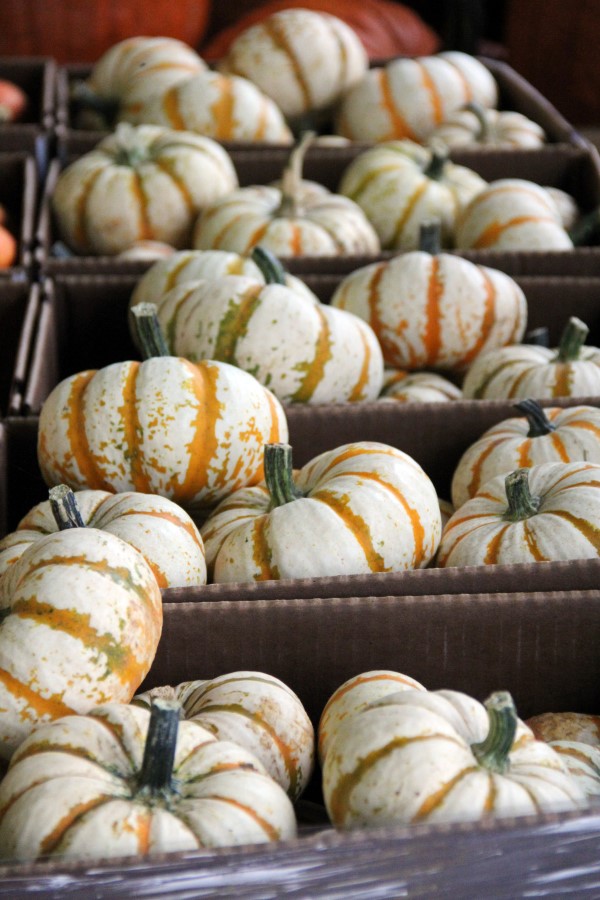 Small, striped Lil Pump-Ke-Mon pumpkins