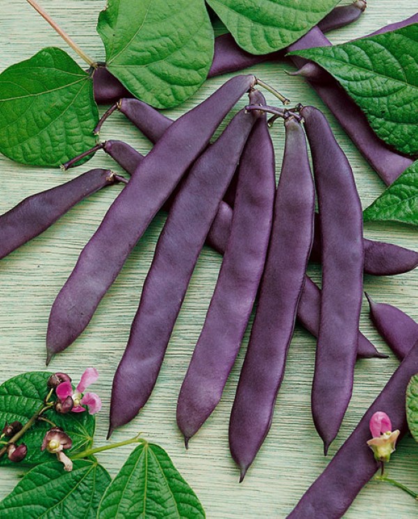 Purple Pod Bean