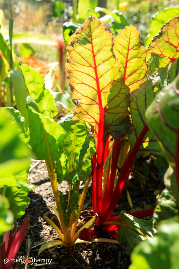 Rainbow Chard