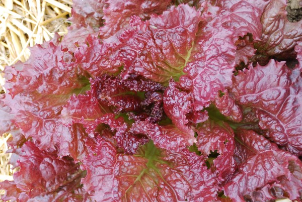 Red Velvet Lettuce