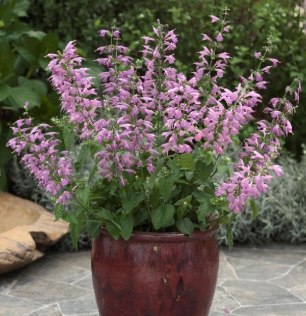 Summer Jewel Lavender Salvia