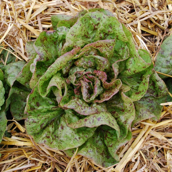 Speckled Lettuce