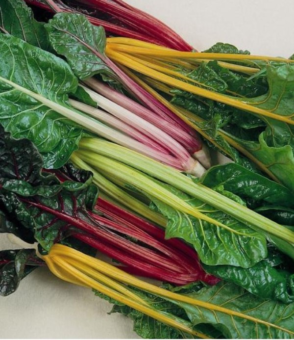 Growing A Swiss Chard Plant And How To Eat It Garden Therapy